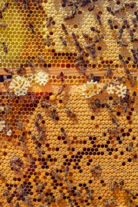bees-4126065_1920