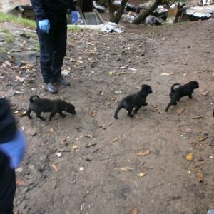 Preventívne akcie zamerané na preverenie stavu chovu psov v rómskej osade Riečanvoda