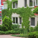 Zelené fasády sa čoraz častejšie stávajú realitou aj v našom meste