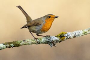 Closeup of a European robin standing on a branch under the sunlight against a blurred background