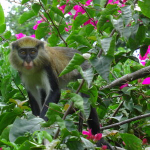 Pobrežie-Slonoviny-opica-kočkodan-blízko-ubytovania