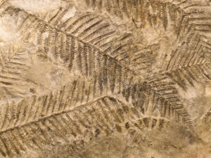 Petrified prehistorical fronds of fern imprint on the stone