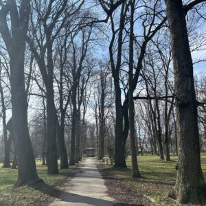 Stromy v mestskom parku