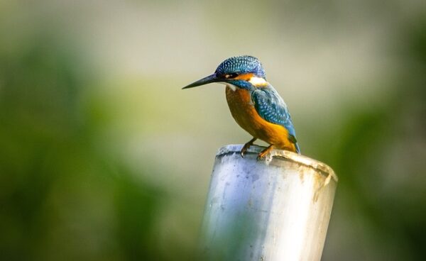 kingfisher-6562537_640