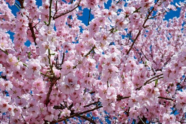 japanese-cherry-blossom-2168858_1280
