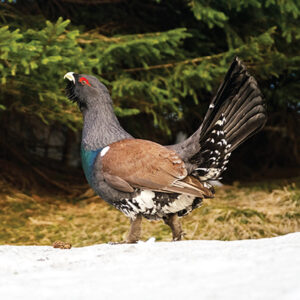 10_FB-Vzacne kury - komentovana-TK