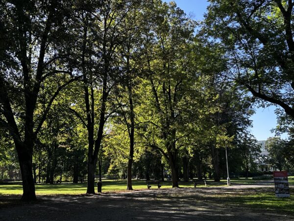 Mestský park dreviny
