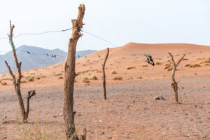 sticks5 - Diego Sanou