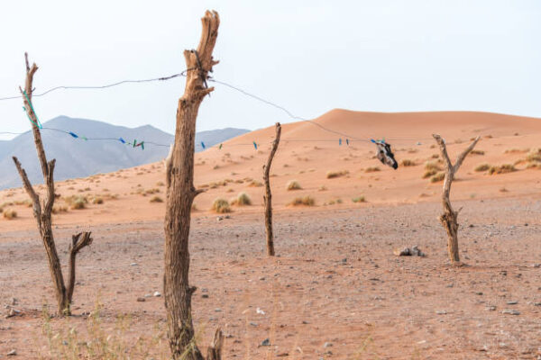 sticks5 - Diego Sanou