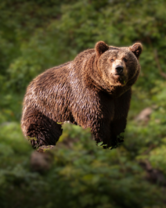 Ilustračné foto: medveď